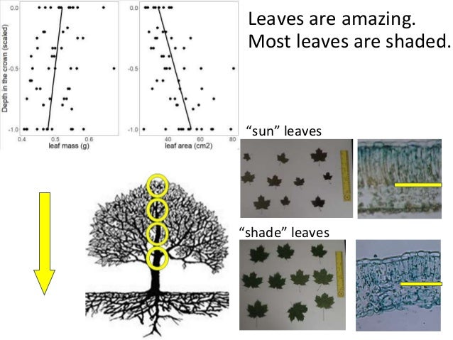 Sugar Maple Leaf Characteristics Vary With Depth In The Crown And Nut Sugar Maple Leaf Characteristics Vary With Depth In The Crown And Nut