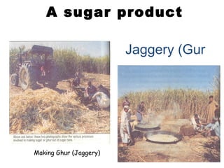 A sugar product
Making Ghur (Jaggery)
Jaggery (Gur
 