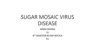 SUGAR MOSAIC VIRUS
DISEASE
SARAH ASHFAQ
51
8TH SEMESTER BS ADP REPLICA
PU
 