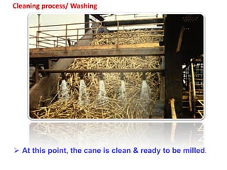 Cleaning process/ Washing
 At this point, the cane is clean & ready to be milled.
 