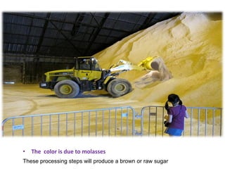 • The color is due to molasses
These processing steps will produce a brown or raw sugar
 