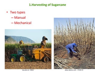 1.Harvesting of Sugarcane
• Two types
– Manual
– Mechanical
 