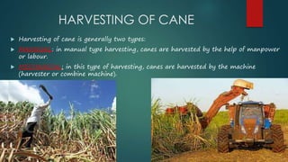 HARVESTING OF CANE 
 Harvesting of cane is generally two types: 
 MANNUAL: in manual type harvesting, canes are harvested by the help of manpower 
or labour. 
 MECHANICAL: in this type of harvesting, canes are harvested by the machine 
(harvester or combine machine). 
 