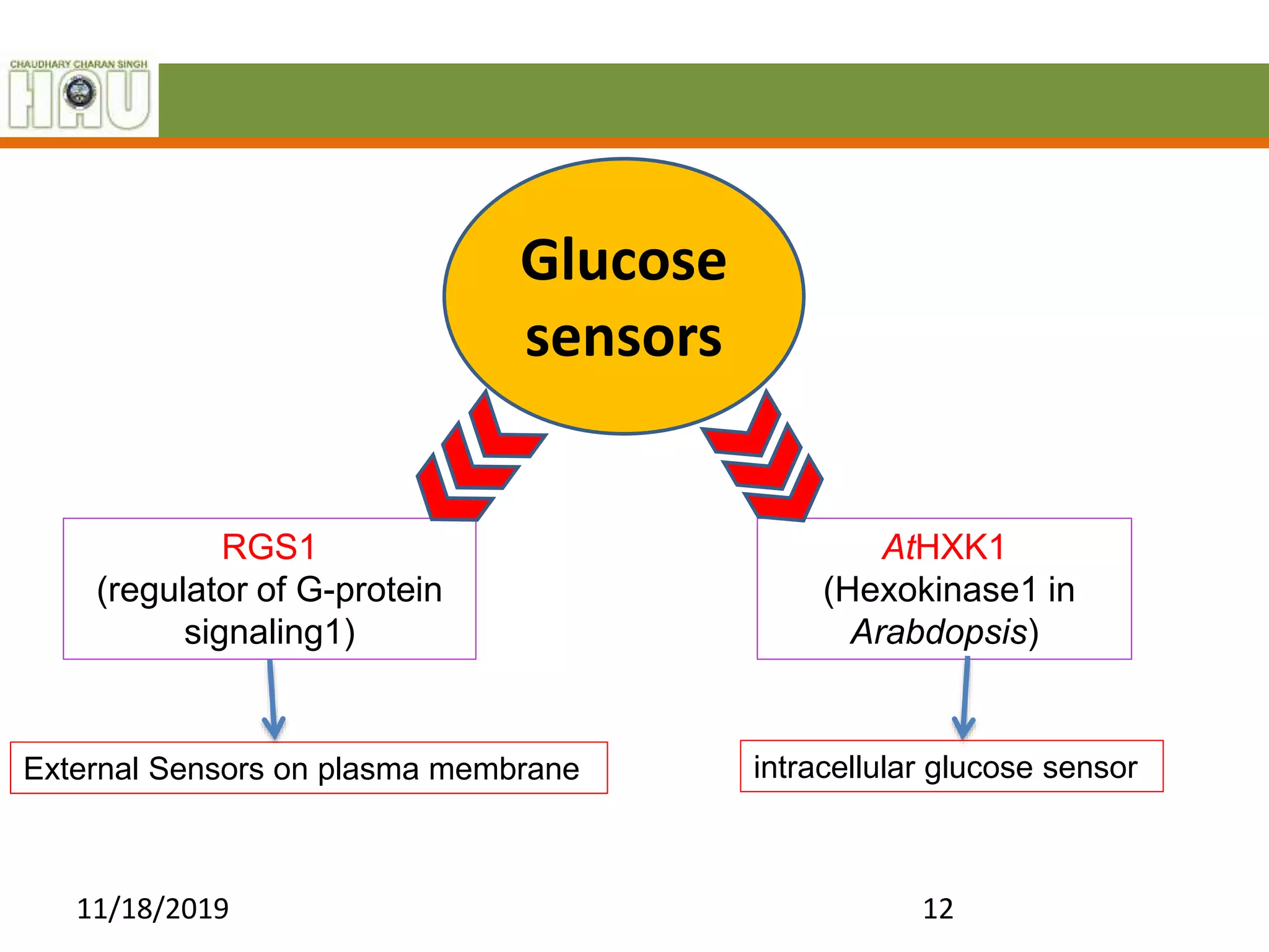 Sugar sensing and signaling in plants | PPTX
