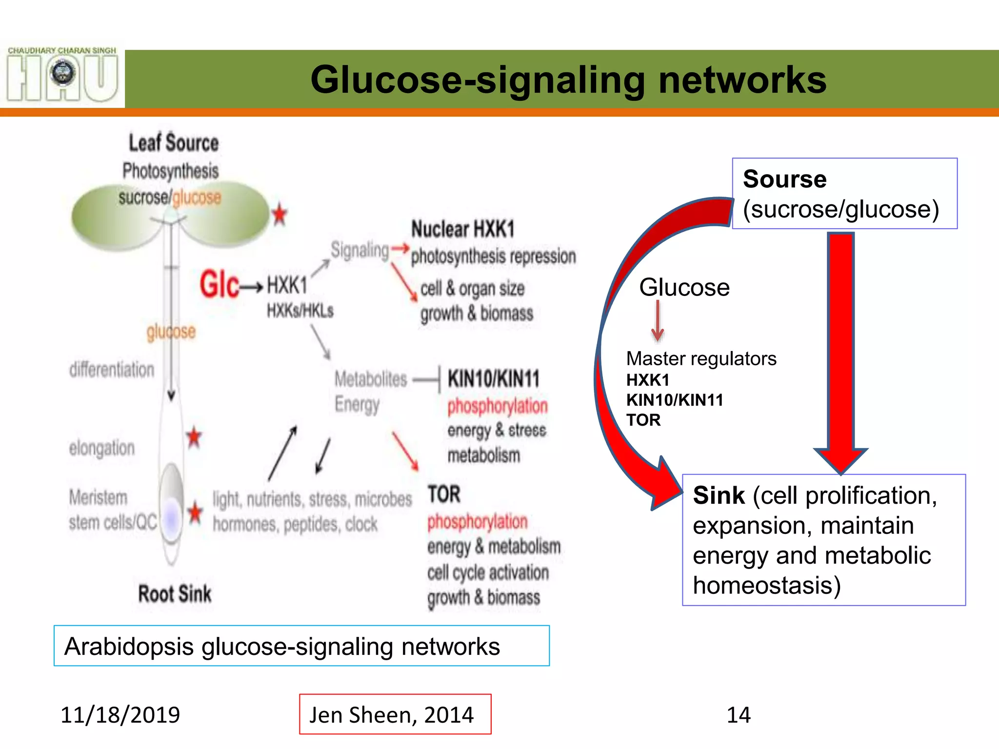 Sugar sensing and signaling in plants | PPTX
