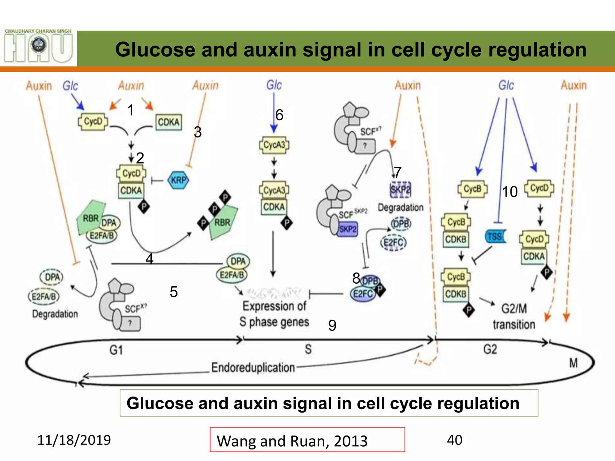 Sugar sensing and signaling in plants | PPTX