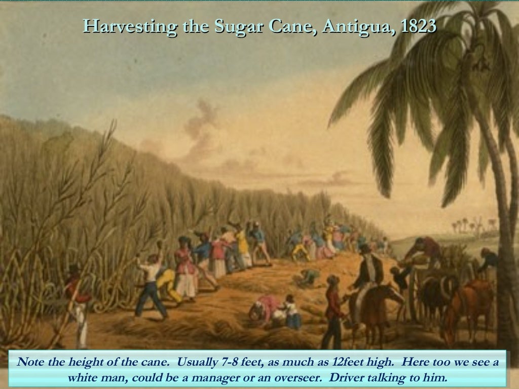 Sugar Trade Period 4