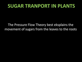 SUGAR TRANPORT IN PLANTS


 The Pressure Flow Theory best eksplains the
movement of sugars from the leaves to the roots
 