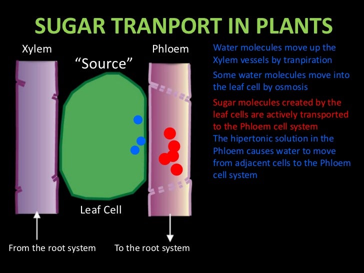 Sugar transport in plant