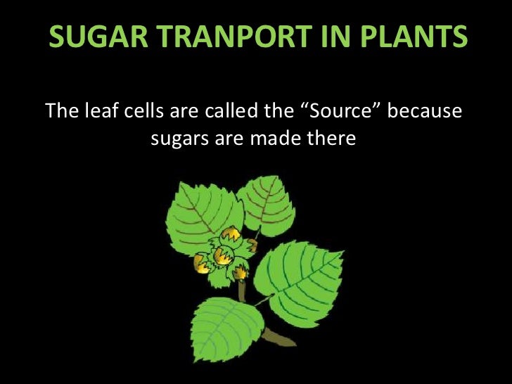 Sugar transport in plant