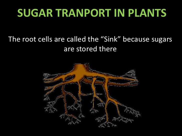 Sugar transport in plant