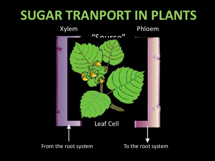 Sugar transport in plant