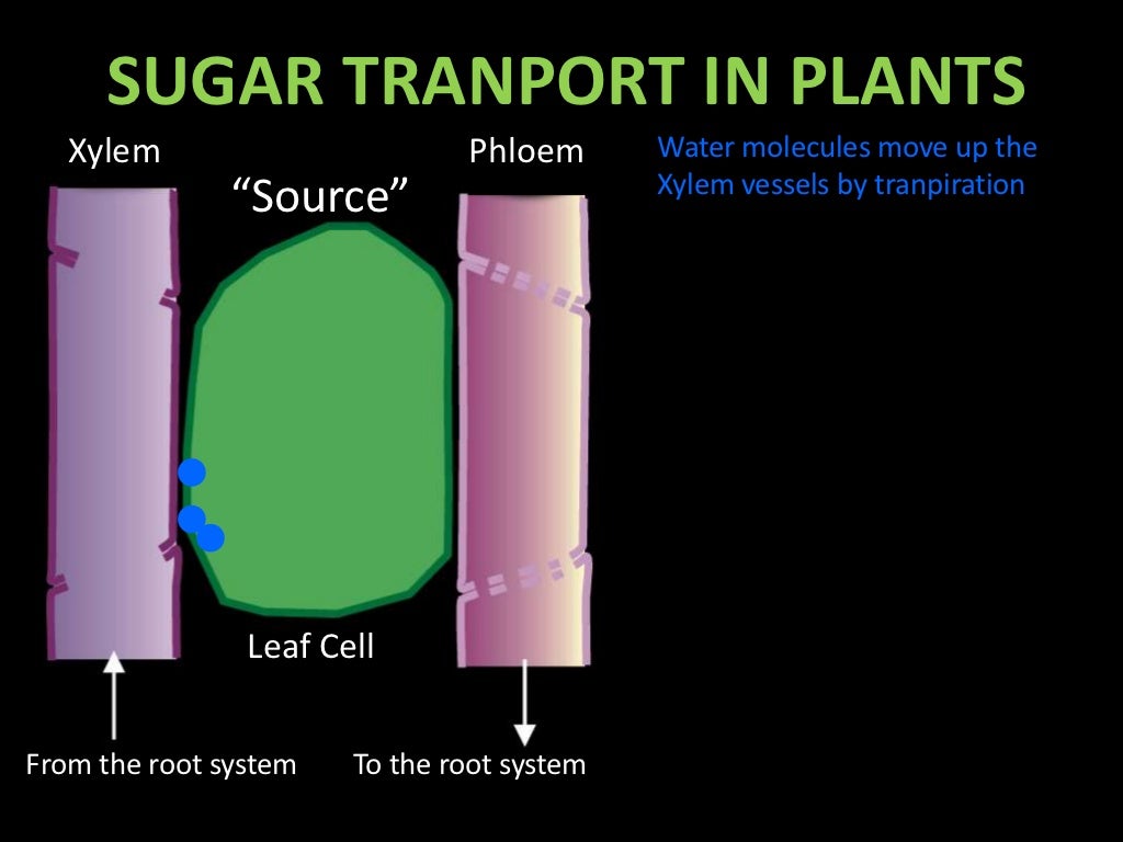 Sugar transport in plant