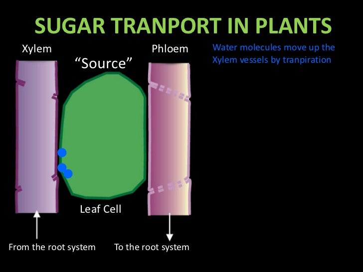 Sugar transport in plant