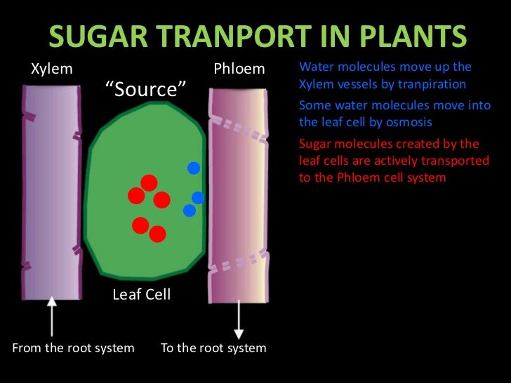Sugar transport in plant