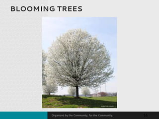 Organized by the Community, for the Community.
BLOOMING TREES
14
 