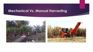 Mechanical Vs. Manual Harvesting
 
