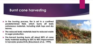 Burnt cane harvesting
 In the burning process, fire is set in a confined
predetermined field, which burns off leafy
extraneous materials, including stalk tops and dry
leaves.
 The reduced leafy materials lead to reduced waste
in sugar production.
 Pre-harvest burning burns off about 80% of cane
leafy materials leading to 30% to 40% improvement
in harvester productivity (Braunbeck et al., 1999).
 