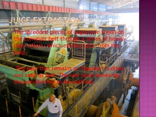  The shredded pieces of sugarcane travel on
the conveyer belt through a series of heavy-
duty rollers, which extract juice from the
pulp.
 The pulp that remains or "bagasse" is dried
and used as fuel. The raw juice moves on
through the mill to be clarified.
 