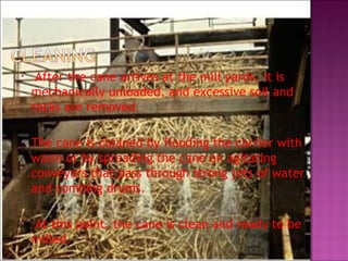 • After the cane arrives at the mill yards, it is
mechanically unloaded, and excessive soil and
rocks are removed.
• The cane is cleaned by flooding the carrier with
warm or by spreading the cane on agitating
conveyors that pass through strong jets of water
and combing drums.
• At this point, the cane is clean and ready to be
milled.
 