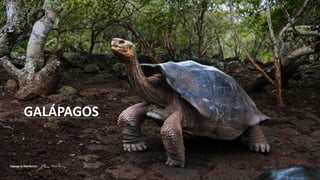 GALÁPAGOS
 