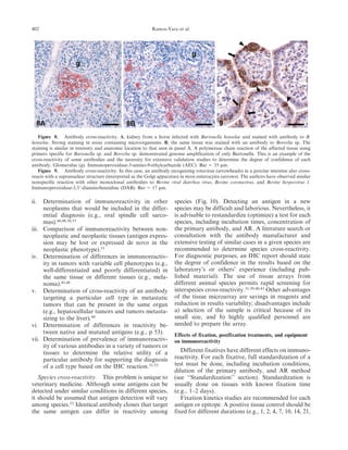 ii. Determination of immunoreactivity in other
neoplasms that would be included in the differ-
ential diagnosis (e.g., oral spindle cell sarco-
mas).46,48,50,53
iii. Comparison of immunoreactivity between non-
neoplastic and neoplastic tissues (antigen expres-
sion may be lost or expressed de novo in the
neoplastic phenotype).51
iv. Determination of differences in immunoreactiv-
ity in tumors with variable cell phenotypes (e.g.,
well-differentiated and poorly differentiated) in
the same tissue or different tissues (e.g., mela-
noma).45,48
v. Determination of cross-reactivity of an antibody
targeting a particular cell type in metastatic
tumors that can be present in the same organ
(e.g., hepatocellular tumors and tumors metasta-
sizing to the liver).49
vi. Determination of differences in reactivity be-
tween native and mutated antigens (e.g., p 53).
vii. Determination of prevalence of immunoreactiv-
ity of various antibodies in a variety of tumors or
tissues to determine the relative utility of a
particular antibody for supporting the diagnosis
of a cell type based on the IHC reaction.51,53
Species cross-reactivity. This problem is unique to
veterinary medicine. Although some antigens can be
detected under similar conditions in different species,
it should be assumed that antigen detection will vary
among species.52
Identical antibody clones that target
the same antigen can differ in reactivity among
species (Fig. 10). Detecting an antigen in a new
species may be difficult and laborious. Nevertheless, it
is advisable to restandardize (optimize) a test for each
species, including incubation times, concentration of
the primary antibody, and AR. A literature search or
consultation with the antibody manufacturer and
extensive testing of similar cases in a given species are
recommended to determine species cross-reactivity.
For diagnostic purposes, an IHC report should state
the degree of confidence in the results based on the
laboratory’s or others’ experience (including pub-
lished material). The use of tissue arrays from
different animal species permits rapid screening for
interspecies cross-reactivity.31,39,40,43
Other advantages
of the tissue microarray are savings in reagents and
reduction in results variability; disadvantages include
a) selection of the sample is critical because of its
small size, and b) highly qualified personnel are
needed to prepare the array.
Effects of fixation, postfixation treatments, and equipment
on immunoreactivity
Different fixatives have different effects on immuno-
reactivity. For each fixative, full standardization of a
test must be done, including incubation conditions,
dilution of the primary antibody, and AR method
(see ‘‘Standardization’’ section). Standardization is
usually done on tissues with known fixation time
(e.g., 1–2 days).
Fixation kinetics studies are recommended for each
antigen or epitope. A positive tissue control should be
fixed for different durations (e.g., 1, 2, 4, 7, 10, 14, 21,
Figure 8. Antibody cross-reactivity. A, kidney from a horse infected with Bartonella henselae and stained with antibody to B.
henselae. Strong staining in areas containing microorganisms. B, the same tissue was stained with an antibody to Borrelia sp. The
staining is similar in intensity and anatomic location to that seen in panel A. A polymerase chain reaction of the affected tissue using
primers specific for Bartonella sp. and Borrelia sp. demonstrated genome amplification of only Bartonella. This is an example of the
cross-reactivity of some antibodies and the necessity for extensive validation studies to determine the degree of confidence of each
antibody. Glomerulus (g). Immunoperoxidase-3-amino-9-ethylcarbazole (AEC). Bar 5 35 mm.
Figure 9. Antibody cross-reactivity. In this case, an antibody recognizing rotavirus (arrowheads) in a porcine intestine also cross-
reacts with a supranuclear structure (interpreted as the Golgi apparatus) in most enterocytes (arrows). The authors have observed similar
nonspecific reaction with other monoclonal antibodies to Bovine viral diarrhea virus, Bovine coronavirus, and Bovine herpesvirus 1.
Immunoperoxidase-3,39-diaminobenzidine (DAB). Bar 5 17 mm.
402 Ramos-Vara et al.
 