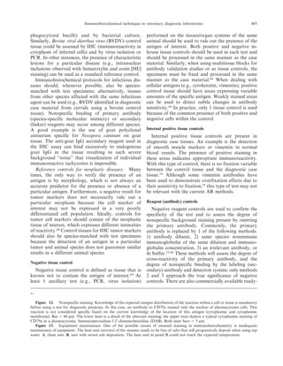 phagocytized bacilli) and by bacterial culture.
Similarly, Bovine viral diarrhea virus (BVDV)–control
tissue could be assessed by IHC (immunoreactivity in
cytoplasm of infected cells) and by virus isolation or
PCR. In other instances, the presence of characteristic
lesions for a particular disease (e.g., intranuclear
inclusions observed with hematoxylin and eosin [HE]
staining) can be used as a standard reference control.
Immunohistochemical protocols for infectious dis-
eases should, whenever possible, also be species-
matched with test specimens; alternatively, tissues
from other species affected with the same infectious
agent can be used (e.g., BVDV identified in diagnostic
case material from cervids using a bovine control
tissue). Nonspecific binding of primary antibody
(species-specific molecular mimicry) or secondary
(linker) reagents may occur among different species.
A good example is the use of goat polyclonal
antiserum specific for Neospora caninum on goat
tissue. The anti-goat IgG secondary reagent used in
the IHC assay can bind excessively to endogenous
goat IgG in the tissue resulting in such severe
background ‘‘noise’’ that visualization of individual
immunoreactive tachyzoites is impossible.
Reference controls for neoplastic diseases. Many
times, the only way to verify the presence of an
antigen is by morphology, which is not always an
accurate predictor for the presence or absence of a
particular antigen. Furthermore, a negative result for
tumor markers does not necessarily rule out a
particular neoplasm because the cell marker of
interest may not be expressed in a very poorly
differentiated cell population. Ideally, controls for
tumor cell markers should consist of the neoplastic
tissue of interest, which expresses different intensities
of reactivity.64
Control tissues for IHC tumor markers
should also be species-matched with test specimens
because the detection of an antigen in a particular
tumor and animal species does not guarantee similar
results in a different animal species.
Negative tissue control
Negative tissue control is defined as tissue that is
known not to contain the antigen of interest.64
At
least 1 ancillary test (e.g., PCR, virus isolation)
performed on the tissues/organ systems of the same
animal should be used to rule out the presence of the
antigen of interest. Both positive and negative in-
house tissue controls should be used in each test and
should be processed in the same manner as the case
material. Similarly, when using multitissue blocks for
antibody validation studies or as tissue controls, the
specimens must be fixed and processed in the same
manner as the case material.64
When dealing with
cellular antigens (e.g., cytokeratin, vimentin), positive
control tissue should have areas expressing variable
amounts of the specific antigen. Weakly stained areas
can be used to detect subtle changes in antibody
sensitivity.64
In practice, only 1 tissue control is used
because of the common presence of both positive and
negative cells within the control.
Internal positive tissue controls
Internal positive tissue controls are present in
diagnostic case tissues. An example is the detection
of smooth muscle markers or vimentin in normal
blood vessels. The presence of positive staining in
these areas indicates appropriate immunoreactivity.
With this type of control, there is no fixation variable
between the control tissue and the diagnostic case
tissue.14
Although some vimentin antibodies have
been used to demonstrate overfixation effects due to
their sensitivity to fixation,55
this type of test may not
be relevant with the current AR methods.
Reagent (antibody) controls
Negative reagent controls are used to confirm the
specificity of the test and to assess the degree of
nonspecific background staining present by omitting
the primary antibody. Commonly, the primary
antibody is replaced by 1 of the following methods:
1) antibody diluent, 2) same species nonimmune
immunoglobulin of the same dilution and immuno-
globulin concentration, 3) an irrelevant antibody, or
4) buffer.55,64
These methods will assess the degree of
cross-reactivity of the primary antibody, and the
degree of nonspecific binding by the labeling (sec-
ondary) antibody and detection system; only methods
2 and 3 approach the true significance of negative
controls. There are also commercially available ready-
r
Figure 12. Nonspecific staining. Knowledge of the expected antigen distribution of the reaction within a cell or tissue is mandatory
before using a test for diagnostic purposes. In this case, an antibody to CD79a stained only the nucleus of plasmacytoma cells. This
reaction is not considered specific based on the current knowledge of the location of this antigen (cytoplasmic and cytoplasmic
membrane). Bar 5 60 mm. The lower inset is a detail of the aberrant staining; the upper inset depicts a typical cytoplasmic staining of
CD79a in a plasmacytoma. Immunoperoxidase-3,39-diaminobenzidine (DAB). Both inset bars 5 5 mm.
Figure 13. Equipment maintenance. One of the possible causes of unusual staining in immunohistochemistry is inadequate
maintenance of equipment. The heat unit (arrows) of the steamer needs to be free of salts that will progressively deposit when using tap
water. A, clean unit. B, unit with severe salt deposition. The heat unit in panel B could not reach the expected temperature.
Immunohistochemical techniques in veterinary diagnostic laboratories 405
 