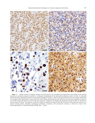 Figure 3. Cellular location of antigens. Antigens can be located in one or multiple cell compartments. Knowledge of the expected
location of a particular antigen is essential to an adequate interpretation of the immunohistochemistry results. A, testis of a dog with
Sertoli cell tumor. Neoplastic cells have strong nuclear staining for GATA-3, which is the expected location for this antigen. Panels B–D
are examples of KIT distribution in mast cell tumors. KIT cellular distribution has been linked to mast cell tumor prognosis in dogs but
not in other species. B, skin from a horse with mast cell tumor. Neoplastic cells depict only membrane staining for KIT. C, skin from a
dog with mast cell tumor. The majority of cells show diffuse cytoplasmic staining for KIT. D, skin from a horse with mast cell tumor. A
mixed staining pattern including cytoplasmic membrane, cytoplasm, and paranuclear staining is observed in many cells.
Immunoperoxidase-3,39-diaminobenzidine (DAB). Bar 5 20 mm.
Immunohistochemical techniques in veterinary diagnostic laboratories 397
 