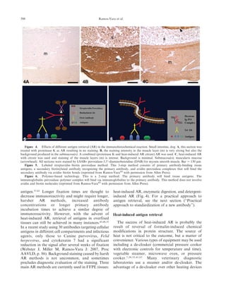 antigen.37,62
Longer fixation times are thought to
decrease immunoreactivity and might require longer,
harsher AR methods, increased antibody
concentrations or longer primary antibody
incubation times to achieve a similar degree of
immunoreactivity. However, with the advent of
heat-induced AR, retrieval of antigens in overfixed
tissues can still be achieved in many instances.45,48,51
In a recent study using 30 antibodies targeting cellular
antigens in different cell compartments and infectious
agents, only those to Canine parvovirus, Felid
herpesvirus, and cytokeratin 7 had a significant
reduction in the signal after several weeks of fixation
(Webster J, Miller M, Ramos-Vara J: 2007, Proc
AAVLD, p. 86). Background staining caused by harsh
AR methods is not uncommon, and sometimes
precludes diagnostic evaluation of the staining. Three
main AR methods are currently used in FFPE tissues:
heat-induced AR, enzymatic digestion, and detergent-
induced AR (Fig. 4). For a practical approach to
antigen retrieval, see the next section (‘‘Practical
approach to standardization of a new antibody’’).
Heat-induced antigen retrieval
The success of heat-induced AR is probably the
result of reversal of formalin-induced chemical
modifications in protein structure. The source of
heat is not critical to the outcome, but a matter of
convenience. Various types of equipment may be used
including a de-cloaker (commercial pressure cooker
with electronic controls for temperature and time),
vegetable steamer, microwave oven, or pressure
cooker.7,20,32,41,63
Many veterinary diagnostic
laboratories use a steamer and/or de-cloaker. The
advantage of a de-cloaker over other heating devices
Figure 4. Effects of different antigen retrieval (AR) in the immunohistochemical reaction. Small intestine, dog. A, this section was
treated with proteinase K as AR resulting in no staining. B, the staining intensity in the muscle layer (m) is very strong but also the
background produced in the submucosa(s). A combined (proteinase K and heat-induced AR citrate) AR was used. C, heat-induced AR
with citrate was used and staining of the muscle layers (m) is intense. Background is minimal. Submucosa(s); muscularis mucosa
(arrowhead). All sections were stained by LSAB+ peroxidase-3,39-diaminobenzidine (DAB) for myosin smooth muscle. Bar 5 130 mm.
Figure 5. Labeled streptavidin–biotin peroxidase method. This 3-step method consists of primary antibody-binding tissue
antigens, a secondary biotinylated antibody recognizing the primary antibody, and avidin–peroxidase complexes that will bind the
secondary antibody via avidin–biotin bonds (reprinted from Ramos-Vara43
with permission from Allen Press).
Figure 6. Polymer-based technology. This is a 2-step method. The primary antibody will bind tissue antigens. The
immunoglobulin–peroxidase–polymer complex will bind via immunoglobulins to the primary antibody. This method does not involve
avidin and biotin molecules (reprinted from Ramos-Vara43
with permission from Allen Press).
398 Ramos-Vara et al.
 