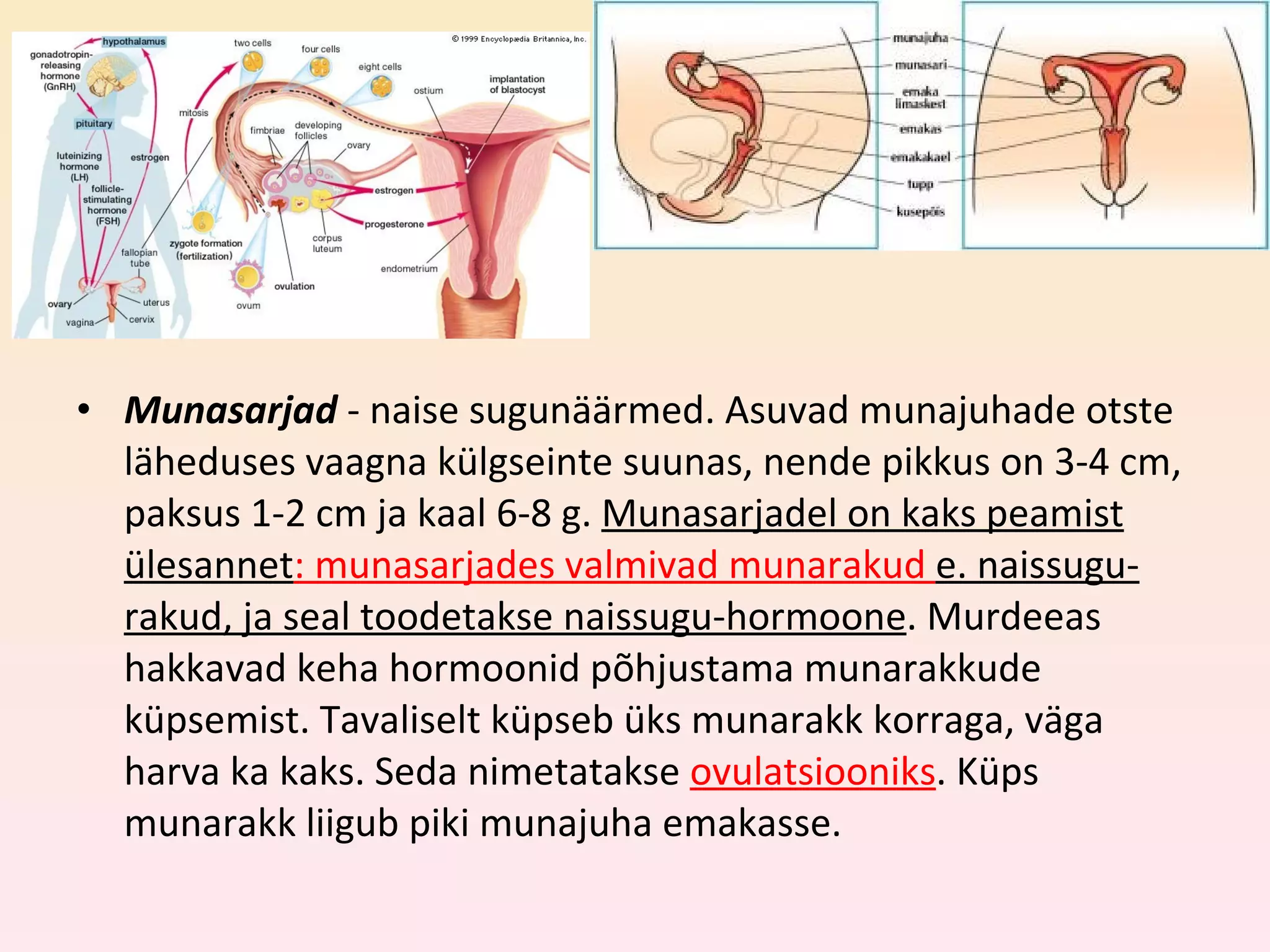 Munasarjad  - naise sugunäärmed. Asuvad munajuhade otste läheduses vaagna külgseinte suunas, nende pikkus on 3-4 cm, paksus 1-2 cm ja kaal 6-8 g.  Munasarjadel on kaks peamist ülesannet : munasarjades valmivad munarakud  e. naissugu-rakud, ja seal toodetakse naissugu-hormoone . Murdeeas hakkavad keha hormoonid põhjustama munarakkude küpsemist. Tavaliselt küpseb üks munarakk korraga, väga harva ka kaks. Seda nimetatakse  ovulatsiooniks . Küps munarakk liigub piki munajuha emakasse. 