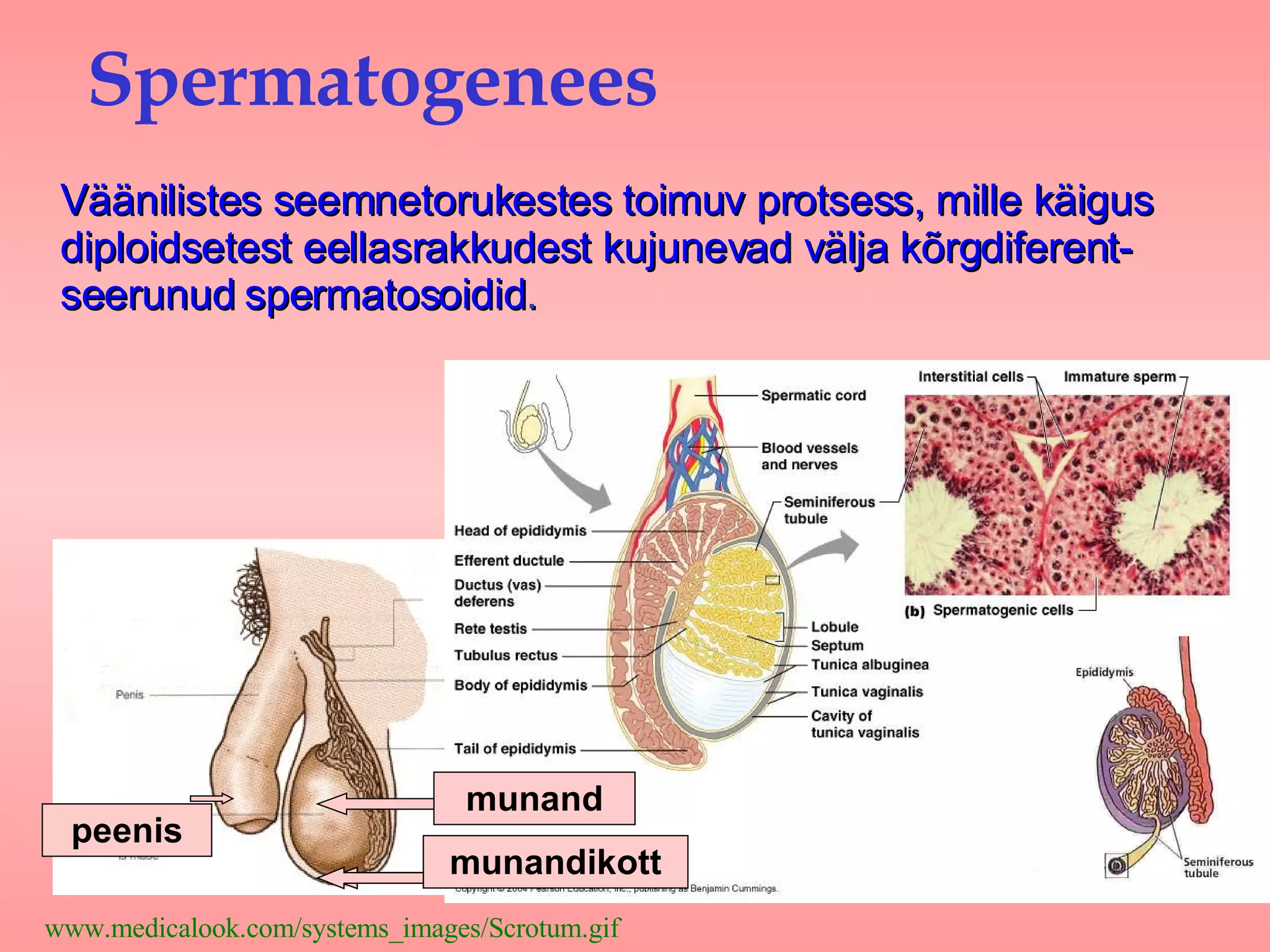 Porno videolarni ajoyib sifatda tomosha qiling Xojayinning oyoq fetishi