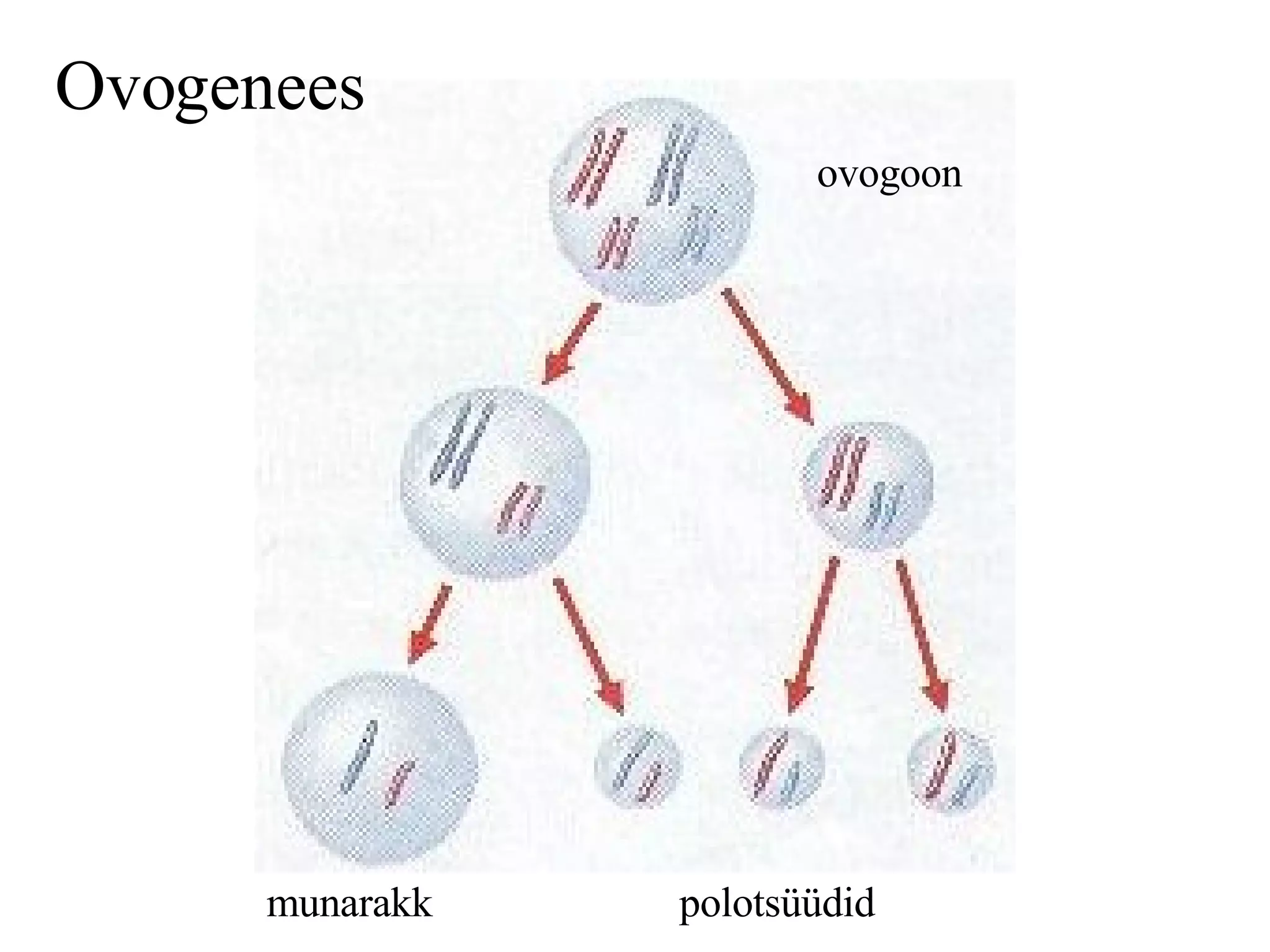 Ovogenees  ovogoon polotsüüdid munarakk 