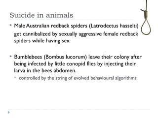 Suicide in animals
 Male Australian redback spiders (Latrodectus hasselti)
get cannibalized by sexually aggressive female redback
spiders while having sex
 Bumblebees (Bombus lucorum) leave their colony after
being infected by little conopid flies by injecting their
larva in the bees abdomen.
 controlled by the string of evolved behavioural algorithms
 