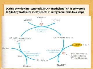 During thymidylate synthesis, NDuring thymidylate synthesis, N55
,N,N1010
- methyleneTHF is converted- methyleneTHF is converted
to 7,8-dihydrofolate; methyleneTHF is regenerated in two stepsto 7,8-dihydrofolate; methyleneTHF is regenerated in two steps
 