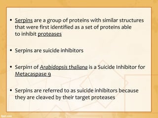 • Serpins are a group of proteins with similar structures
that were first identified as a set of proteins able
to inhibit proteases
• Serpins are suicide inhibitors
• Serpin1 of Arabidopsis thaliana is a Suicide Inhibitor for
Metacaspase 9
• Serpins are referred to as suicide inhibitors because
they are cleaved by their target proteases
 