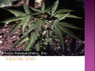 suicide & substance use.pptx