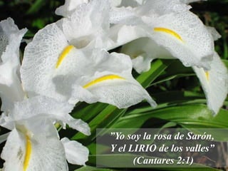 ”Yo soy la rosa de Sarón,
Y el LIRIO de los valles”
      (Cantares 2:1)
 