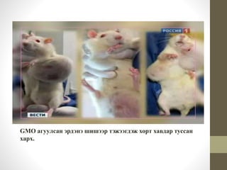 GMO агуулсан эрдэнэ шишээр тэжээгдэж хорт хавдар туссан 
харх. 
 