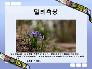 멀티측광
각시붓꽃이다 . 이 사진을 구름낀 날 촬영되어 꽃과 배경의 노출차가 크지 않다 .
이런 경우 멀티측광을 사용하면 꽃과 배경의 노출을 적절한 보통 밝기의 사진
으로 함께
표현할 수 있다 .
 