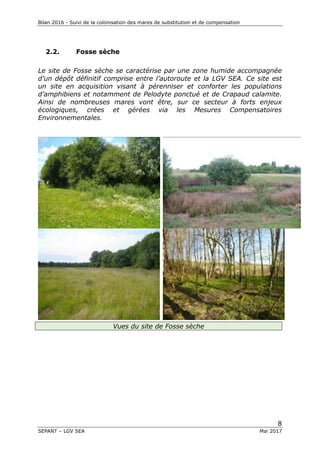 Bilan 2016 - Suivi de la colonisation des mares de substitution et de compensation
8
SEPANT – LGV SEA Mai 2017
2.2. Fosse sèche
Le site de Fosse sèche se caractérise par une zone humide accompagnée
d’un dépôt définitif comprise entre l’autoroute et la LGV SEA. Ce site est
un site en acquisition visant à pérenniser et conforter les populations
d’amphibiens et notamment de Pelodyte ponctué et de Crapaud calamite.
Ainsi de nombreuses mares vont être, sur ce secteur à forts enjeux
écologiques, crées et gérées via les Mesures Compensatoires
Environnementales.
Vues du site de Fosse sèche
 