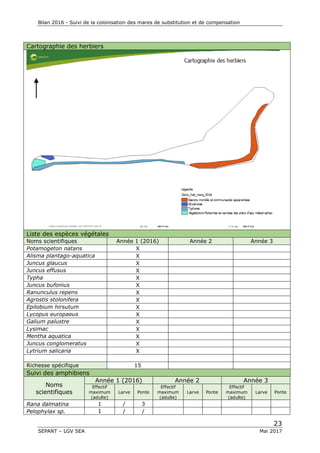 Bilan 2016 - Suivi de la colonisation des mares de substitution et de compensation
23
SEPANT – LGV SEA Mai 2017
Cartographie des herbiers
Liste des espèces végétales
Noms scientifiques Année 1 (2016) Année 2 Année 3
Potamogeton natans X
Alisma plantago-aquatica X
Juncus glaucus X
Juncus effusus X
Typha X
Juncus bufonius X
Ranunculus repens X
Agrostis stolonifera X
Epilobium hirsutum X
Lycopus europaeus X
Galium palustre X
Lysimac X
Mentha aquatica X
Juncus conglomeratus X
Lytrium salicaria X
Richesse spécifique 15
Suivi des amphibiens
Noms
scientifiques
Année 1 (2016) Année 2 Année 3
Effectif
maximum
(adulte)
Larve Ponte
Effectif
maximum
(adulte)
Larve Ponte
Effectif
maximum
(adulte)
Larve Ponte
Rana dalmatina 1 / 3
Pelophylax sp. 1 / /
 