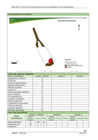 Bilan 2016 - Suivi de la colonisation des mares de substitution et de compensation
35
SEPANT – LGV SEA Mai 2017
Cartographie des herbiers
Liste des espèces végétales
Noms scientifiques Année 1 (2016) Année 2 Année 3
Sparganium erectum X
Chara sp X
Juncus conglomeratus X
Agrostis stolonifera L. X
Mentha aquatica X
Typha sp X
Alisma plantago-aquatica X
Juncus effusus X
Iris pseudacorus X
Lycopus europaeus X
Gallium palustris X
Lysimachia nummularia X
Glyceria maxima X
Lythrum salicaria X
Richesse spécifique 14
Suivi des amphibiens
Noms
scientifiques
Année 1 (2016) Année 2 Année 3
Effectif
maximum
(adulte)
Larve Ponte
Effectif
maximum
(adulte)
Larve Ponte
Effectif
maximum
(adulte)
Larve Ponte
Rana dalmatina 2 100 23
Pelophylax sp. 20 / /
Lissotriton 1 / /
 