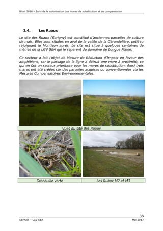 Bilan 2016 - Suivi de la colonisation des mares de substitution et de compensation
38
SEPANT – LGV SEA Mai 2017
2.4. Les Ruaux
Le site des Ruaux (Sorigny) est constitué d’anciennes parcelles de culture
de maïs. Elles sont situées en aval de la vallée de la Gérandelière, petit ru
rejoignant le Montison après. Le site est situé à quelques centaines de
mètres de la LGV SEA qui le séparent du domaine de Longue Plaine.
Ce secteur a fait l’objet de Mesure de Réduction d’Impact en faveur des
amphibiens, car le passage de la ligne a détruit une mare à proximité, ce
qui en fait un secteur prioritaire pour les mares de substitution. Ainsi trois
mares ont été créées sur des parcelles acquises ou conventionnées via les
Mesures Compensatoires Environnementales.
Vues du site des Ruaux
Grenouille verte Les Ruaux M2 et M3
 