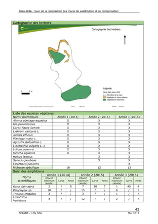 Bilan 2016 - Suivi de la colonisation des mares de substitution et de compensation
42
SEPANT – LGV SEA Mai 2017
Cartographie des herbiers
Liste des espèces végétales
Noms scientifiques Année 1 (2014) Année 2 (2015) Année 3 (2016)
Alisma plantago-aquatica X X X
Iris pseudocorus X X X
Carex flacca Schreb X X X
Lythrum salicaria L. X X X
Juncus effusus X X X
Plantago major L. X X X
Agrostis stolonifera L. X X X
Lysimachia vulgaris L. x X X X
Lolium perenne X X X
Mentha aquatica X X X
Holcus lanatus X X
Senecio jacobeae X X
Eleocharis palustris X
Richesse spécifique 10 12 13
Suivi des amphibiens
Noms
scientifiques
Année 1 (2014) Année 2 (2015) Année 3 (2016)
Effectif
maximum
(adulte)
Larve Ponte
Effectif
maximum
(adulte)
Larve Ponte
Effectif
maximum
(adulte)
Larve Ponte
Rana dalmatina 2 / 5 7 20 7 1 40 4
Pelophylax sp. 10 / / 15 / / 6 / /
Triturus cristatus 2 / / 3 / / 1 / /
Lissotriton
helveticus
4 / / 12 / / 2 / /
 