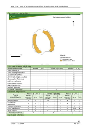 Bilan 2016 - Suivi de la colonisation des mares de substitution et de compensation
53
SEPANT – LGV SEA Mai 2017
Cartographie des herbiers
Liste des espèces végétales
Noms scientifiques Année 1 (2014) Année 2 (2015) Année 3 (2016)
Juncus effusus X
Juncus conglomeratus X
Agrostis stolonifera X
Alisma plantago-aquatica X
Ranunculus flammula X
Lythrum salicaria X
Lycopus europaeus X
Glyceria maxima X
Mentha aquatica X
Richesse spécifique 0 0 9
Suivi des amphibiens
Noms
scientifiques
Année 1 (2014) Année 2 (2015) Année 3 (2016)
Effectif
maximum
(adulte)
Larve Ponte
Effectif
maximum
(adulte)
Larve Ponte
Effectif
maximum
(adulte)
Larve Ponte
Pelophylax sp. 2 / / 12 / / 4 / /
Lissotriton
helveticus
2 / / 1 / / 4 / /
Triturus cristatus 1 / / / / / / / /
Rana dalmatina / / 3 3 / / 30 100 6
Hyla arborea / / / 5 / / / / /
Richesse spécifique 4 4 3
Suivis des odonates
 