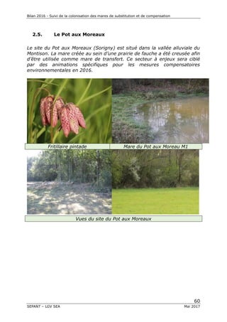 Bilan 2016 - Suivi de la colonisation des mares de substitution et de compensation
60
SEPANT – LGV SEA Mai 2017
2.5. Le Pot aux Moreaux
Le site du Pot aux Moreaux (Sorigny) est situé dans la vallée alluviale du
Montison. La mare créée au sein d’une prairie de fauche a été creusée afin
d’être utilisée comme mare de transfert. Ce secteur à enjeux sera ciblé
par des animations spécifiques pour les mesures compensatoires
environnementales en 2016.
Fritillaire pintade Mare du Pot aux Moreau M1
Vues du site du Pot aux Moreaux
 