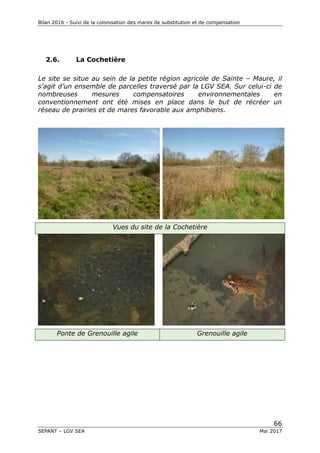 Bilan 2016 - Suivi de la colonisation des mares de substitution et de compensation
66
SEPANT – LGV SEA Mai 2017
2.6. La Cochetière
Le site se situe au sein de la petite région agricole de Sainte – Maure, il
s’agit d’un ensemble de parcelles traversé par la LGV SEA. Sur celui-ci de
nombreuses mesures compensatoires environnementales en
conventionnement ont été mises en place dans le but de récréer un
réseau de prairies et de mares favorable aux amphibiens.
Vues du site de la Cochetière
Ponte de Grenouille agile Grenouille agile
 
