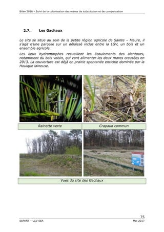 Bilan 2016 - Suivi de la colonisation des mares de substitution et de compensation
75
SEPANT – LGV SEA Mai 2017
2.7. Les Gachaux
Le site se situe au sein de la petite région agricole de Sainte – Maure, il
s’agit d’une parcelle sur un délaissé inclus entre la LGV, un bois et un
ensemble agricole.
Les lieux hydromorphes recueillent les écoulements des alentours,
notamment du bois voisin, qui vont alimenter les deux mares creusées en
2013. La couverture est déjà en prairie spontanée enrichie dominée par la
Houlque laineuse.
Rainette verte Crapaud commun
Vues du site des Gachaux
 