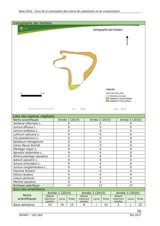 Bilan 2016 - Suivi de la colonisation des mares de substitution et de compensation
79
SEPANT – LGV SEA Mai 2017
Cartographie des herbiers
Liste des espèces végétales
Noms scientifiques Année 1 (2014) Année 2 (2015) Année 3 (2016)
Verbena officinalis L. X X X
Juncus effusus L. X X X
Juncus bulbosus L. X X X
Lythrum salicaria L. X X X
Iris pseudocorus L. X X X
Epilobium tetragonum X X X
Carex flacca Schreb X X X
Plantago major L. X X X
Agrostis stolonifera L. X X X
Alisma plantago-aquatica. X X X
Galium palustre L. X X X
Juncus articulatus L. X X X
Juncus conglomeratus L. X X X
Glyceria fluitans X X X
Holcus lanatus X X X
Lolium perenne X X X
Mentha aquatica X X X
Richesse spécifique 17 17 17
Suivi des amphibiens
Noms
scientifiques
Année 1 (2014) Année 2 (2015) Année 3 (2016)
Effectif
maximum
(adulte)
Larve Ponte
Effectif
maximum
(adulte)
Larve Ponte
Effectif
maximum
(adulte)
Larve Ponte
Rana dalmatina 10 10 15 8 / 12 2 / 22
 