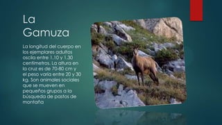 La
Gamuza
La longitud del cuerpo en
los ejemplares adultos
oscila entre 1,10 y 1,30
centímetros. La altura en
la cruz es de 70-80 cm y
el peso varía entre 20 y 30
kg. Son animales sociales
que se mueven en
pequeños grupos a la
búsqueda de pastos de
montaña

 